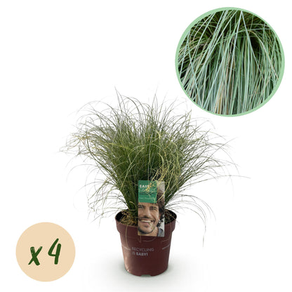 Buitenplant 4x Carex comans 'Frosted Curls' - Bladhoudend - Pot Ø 17cm Hoogte ↕ 50cm