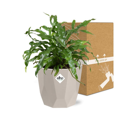 Kamerplant - Microsorum Diversifolium - Pot Ø 14cm