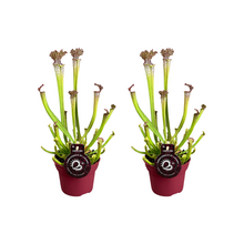 Kamerplant 2x Sarracenia Farnhamii - Pot Ø 12cm Hoogte ↕ 40cm