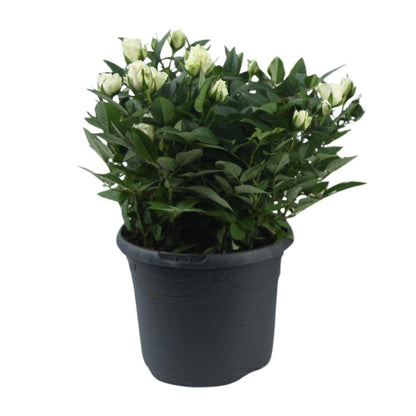 Buitenplant - Rosa Jewel Patio White - Bloeiend - Pot Ø 17cm Hoogte ↕ 30cm