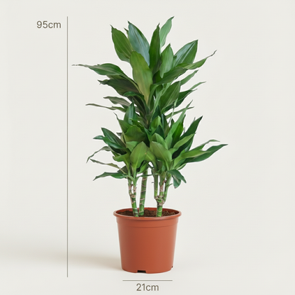 Kamerplant - Dracaena Janet Craig (Drakenbloedboom) - Pot Ø 21cm Hoogte ↕ 90-100cm