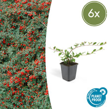 Buitenplant 6x Cotoneaster dammeri - Winterhard - Pot Ø 9cm Hoogte ↕ 10-25cm