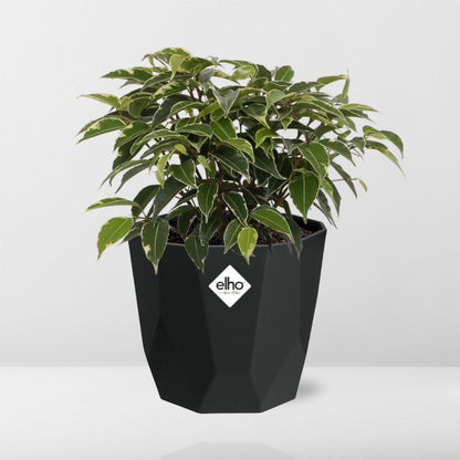 Kamerplant - Ficus Benjamina Kinky - Pot Ø 14cm