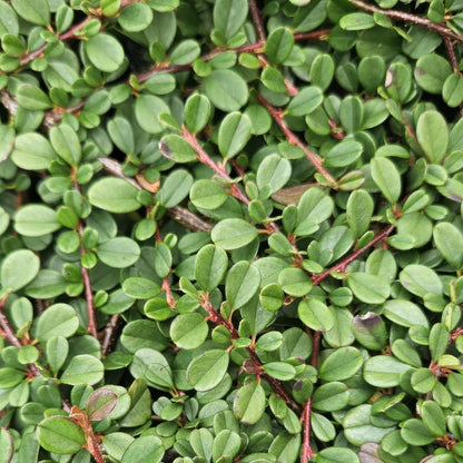Buitenplant 60x Cotoneaster pr. 'Streib's Findling' - Pot Ø 9cm Hoogte ↕ 10-25cm