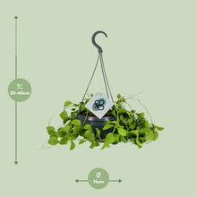 Kamerplant - Dischidia Imbricata - Pot Ø 14cm Hoogte ↕ 40cm
