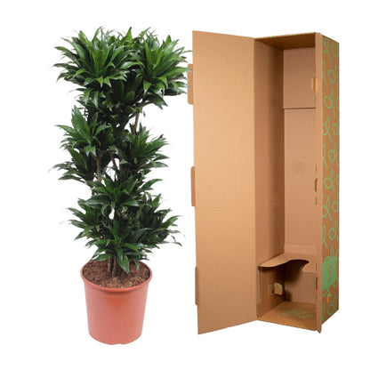 XL Kamerplant - Dracaena Compacta - Luchtzuiverend - Pot Ø 30cm Hoogte ↕ 140cm