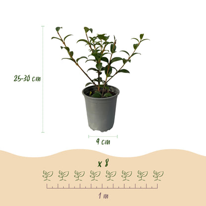 Buitenplant 8x Osmanthus burkwoodii - Groenblijvend - Pot Ø 9cm Hoogte ↕ 25-30cm