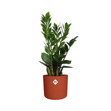 Kamerplant - Zamioculcas - Pot Ø 14cm Hoogte ↕ 45-50cm