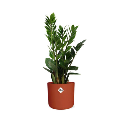 Kamerplant - Zamioculcas - Pot Ø 14cm Hoogte ↕ 45-50cm