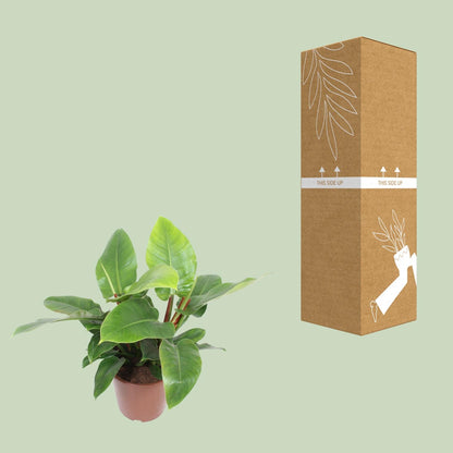 Kamerplant - Philodendron Imperial Green - Pot Ø 27cm Hoogte ↕ 80cm