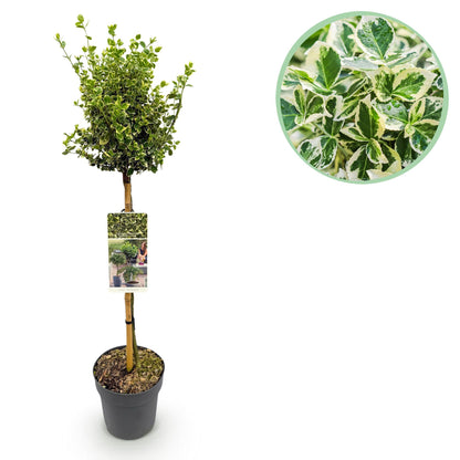 Buitenplant - Euonymus fortunei 'Emerald Gaiety' op stam - Bladhoudend - Winterhard - Pot Ø 19cm Hoogte ↕ 90cm