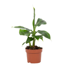 Kamerplant - Musa Tropicana - Pot Ø 12cm Hoogte ↕ 27cm