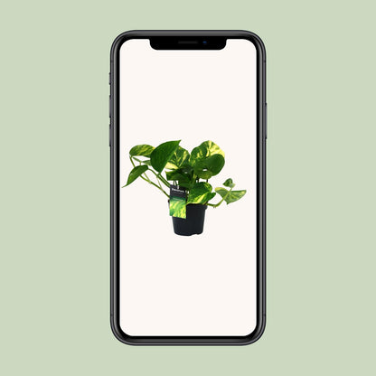 Kamerplant - Scindapsus (Epipremnum) Aureum - Luchtzuiverend - Pot Ø 12cm Hoogte ↕ 25cm