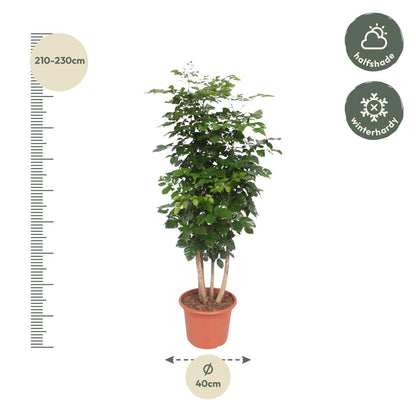 XL Kamerplant - Radermachera Hainanensis - Pot Ø 40cm Hoogte ↕ 190cm