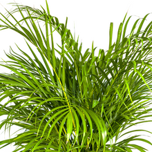 Kamerplant - Dypsis Areca Lutescens - Pot Ø 24cm Hoogte ↕ 120-140cm