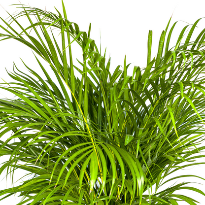 Kamerplant - Dypsis Areca Lutescens - Pot Ø 24cm Hoogte ↕ 120-140cm