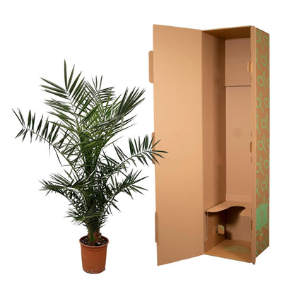 XL plant - Phoenix canariensis - Dadelpalm - Pot Ø 21cm Hoogte ↕ 140cm