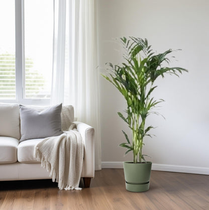 XL kamerplant - Howea - Pot Ø 24cm Hoogte ↕ 140cm