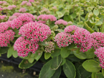 Buitenplant 6x Sedum 'Herbstfreude' - Pot Ø 9cm Hoogte ↕ 10-25cm
