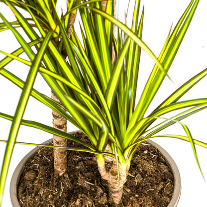 Kamerplant - Dracaena Marginata Sunray - Pot Ø 21cm Hoogte ↕ 100-110cm