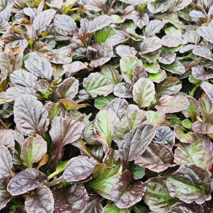 Buitenplant 60x Ajuga reptans - Bodembedekker - Pot Ø 9cm Hoogte ↕ 10-25cm