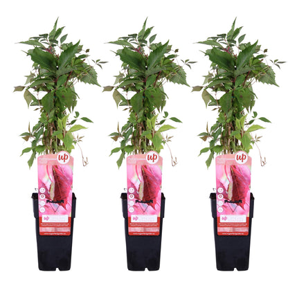Buitenplant 3x Parthenocissus q. var. 'Engelmannii' - Klimplant - Pot Ø 15cm Hoogte ↕ 65cm