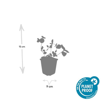 Buitenplant 24x Vinca major - Pot Ø 9cm Hoogte ↕ 10-25cm