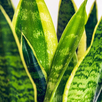 Green BoutiQ - Green is... Kamerplanten - Sansevieria Laurentii - Vrouwentong - Weinig onderhoud - met mand - Groen - 1 Plant - Pot 21cm - Hoogte 70-80cm