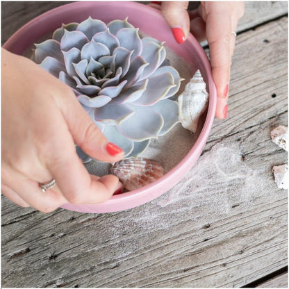 Kamerplant - Echeveria Lilacina - Pot Ø 12-14cm Hoogte ↕ 5cm