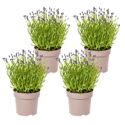 Buitenplant 4x Lavandula angustifolia - Bloeiend, Aromatisch - Pot Ø 19cm Hoogte ↕ 40-50cm