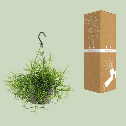 Kamerplant - Rhipsalis Heteroclada - Pot Ø 17cm Hoogte ↕ 25cm