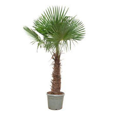 XL plant - Trachycarpus Fortunei - Winterhard - Pot Ø 40-55cm Hoogte ↕ 240-270cm