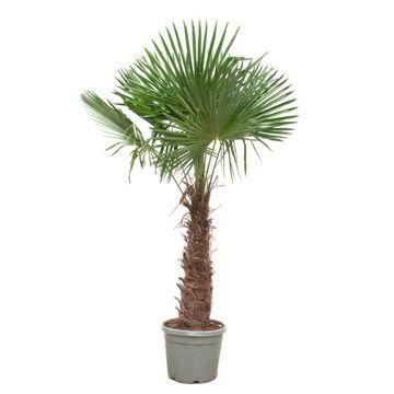 XL plant - Trachycarpus Fortunei - Winterhard - Pot Ø 40-55cm Hoogte ↕ 240-270cm