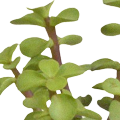 Kamerplant 15x Cactus en vetplanten mix - in witte pot - Pot Ø 5,5cm