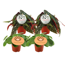 Kamerplant 2x Pilea Peperomioides + 2x Begonia Maculata - 4 stuks - Pot Ø 12cm Hoogte ↕ 20cm