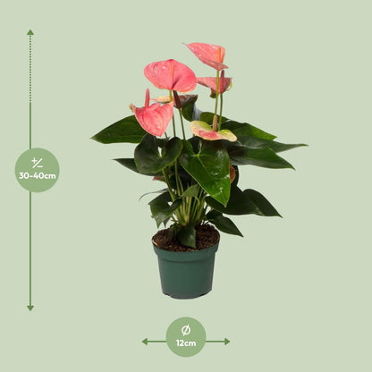 Kamerplant - Anthurium Sweet Dream - Pot Ø 12cm Hoogte ↕ 35cm