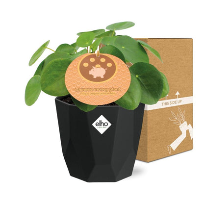 Kamerplant - Pilea Peperomioides - Inclusief sierpot - Pot Ø 12cm