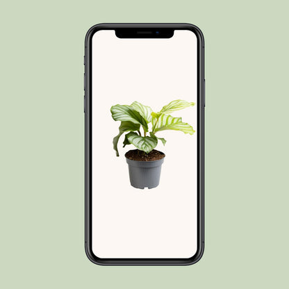 Kamerplant - Calathea Orbifolia - Pot Ø 12cm Hoogte ↕ 25cm