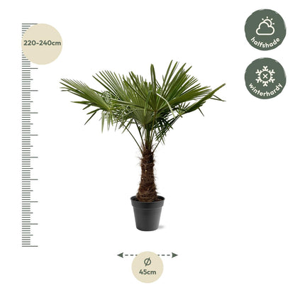 XL plant - Trachycarpus fortunei - Winterhard - Pot Ø 45cm Hoogte ↕ 220-240cm
