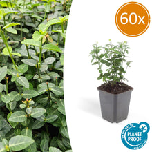 Buitenplant 60x Euonymus fortunei radicans - Pot Ø 9cm Hoogte ↕ 10-25cm