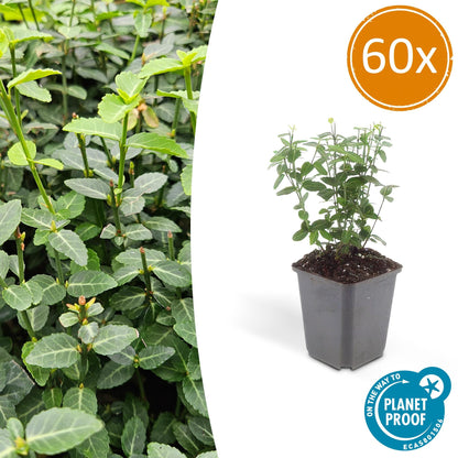 Buitenplant 60x Euonymus fortunei radicans - Pot Ø 9cm Hoogte ↕ 10-25cm
