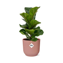 Kamerplant - Ficus Lyrata 'Bambino' - Pot Ø 14cm Hoogte ↕ 30cm