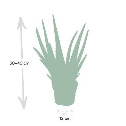 Kamerplant - Aloe Vera - Pot Ø 12cm Hoogte ↕ 40cm