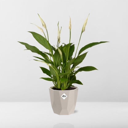 Kamerplant - Spathiphyllum Torelli - Inclusief sierpot - Pot Ø 12cm