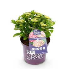 Buitenplant - Hortensia Hydrangea Forever & Ever - Roze - Pot Ø 23cm Hoogte ↕ 55cm