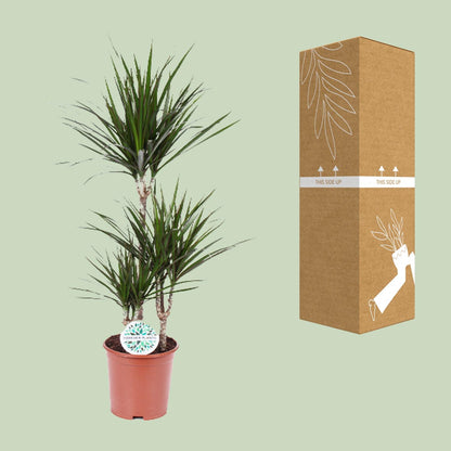 XL kamerplant - Dracaena Marginata - Pot Ø 21cm Hoogte ↕ 115cm