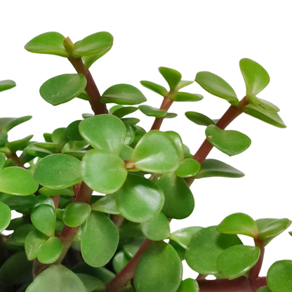 Kamerplant - Portulacaria afra - zonder pot