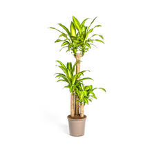 XL kamerplant - Dracaena Fragrans Massangeana - Pot Ø 24cm Hoogte ↕ 130-150cm