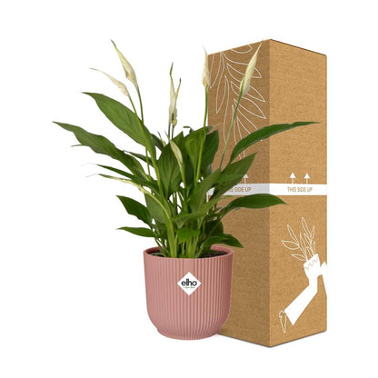 Kamerplant - Spathiphyllum Torelli - Pot Ø 14cm Hoogte ↕ 12cm