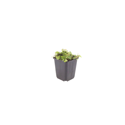 Buitenplant 60x Campanula poscharskyana - Bloeiend - Pot Ø 9cm Hoogte ↕ 10-25cm